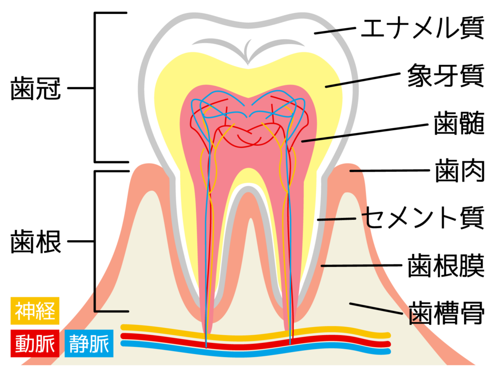 広島の矯正歯科｜矯正治療ビフォーアフター歯並び写真｜広島タワー歯科・矯正歯科